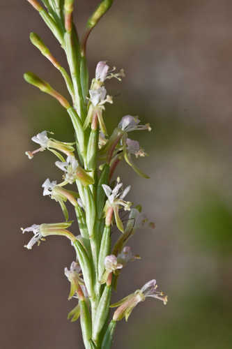 Oenothera curtiflora #36